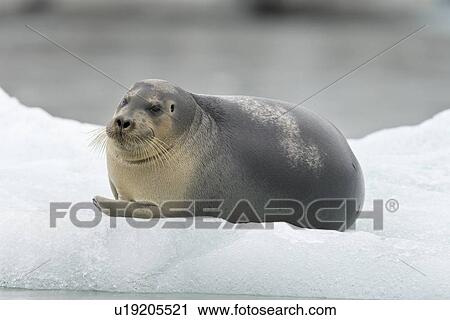 Stock Image - Bearded seal (Erignathus barbatus) hauled out and resting on the ice near Storpollen Glacier in the Svalbard Archipelago, Barents Sea, Norway.. Fotosearch