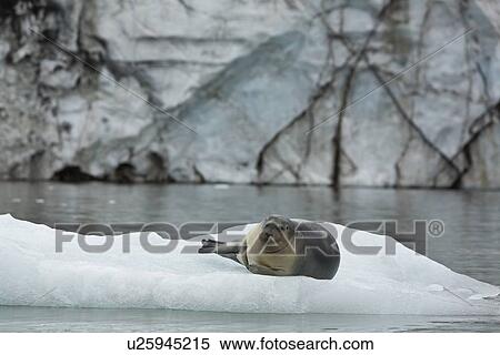 Bearded seal (Erignathus barbatus) hauled out and resting on the ice near Storpollen Glacier in the Svalbard Archipelago, Barents Sea, Norway. View Large Photo Image Stock Photography - Bearded seal (Erignathus barbatus) hauled out and resting on the ice near Storpollen Glacier in the Svalbard Archipelago, Barents Sea, Norway.. Fotosearch