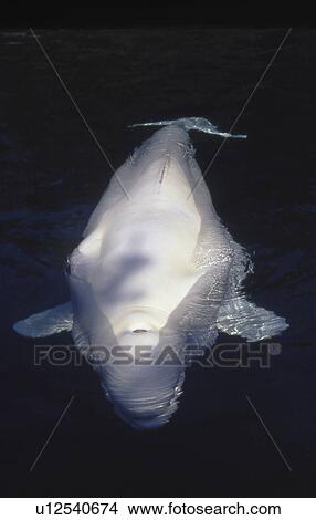 Beluga Whale (Delphinapterus leucas) Blowhole Vancouver Aquarium, Vancouver BC, Canada View Large Photo Image Picture - Beluga Whale (Delphinapterus leucas) Blowhole Vancouver Aquarium, Vancouver BC, Canada. Fotosearch