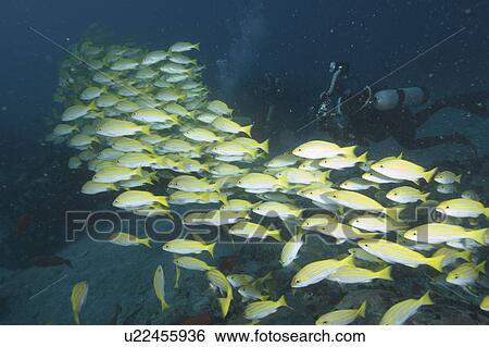 Bengal Snapper (Lutjanus bengalensis) Diver swimming with shoal. Seychelles View Large Photo Image Stock Photograph - Bengal Snapper (Lutjanus bengalensis) Diver swimming with shoal. Seychelles. Fotosearch