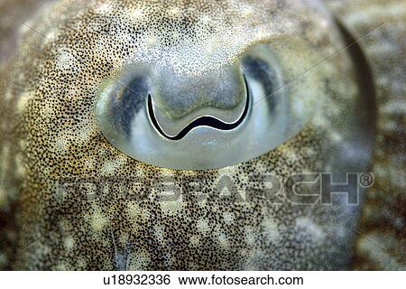 Stock Photograph - Big close up of cuttlefish eye. UK. Fotosearch