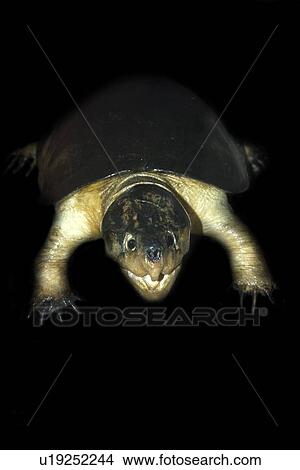 Big headed amazon river turtle, Podocnemis dumeriliana, preserved species, Manaus, Amazonas, Brazil View Large Photo Image Picture - Big headed amazon river turtle, Podocnemis dumeriliana, preserved species, Manaus, Amazonas, Brazil. Fotosearch