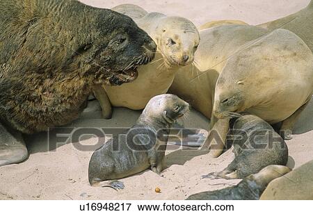 Stock Photo - Big male Hooker's Sea Lion (Phocarctos Hookeri) checking out its next mate. Sandy Bay, Auckland Island, Subantarctic New Zealand.. Fotosearch