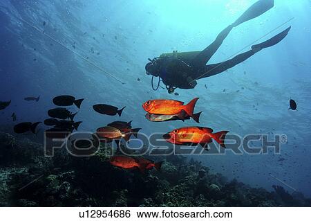 Stock Photograph - Bigeye (Priacanthus hamrur). Sipadan Island, Malaysia. Fotosearch