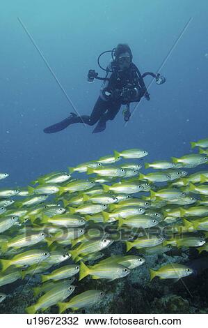 Stock Image - Bigeye Snapper (Lutjanus lutjanus) with Diver. Seychelles. Fotosearch