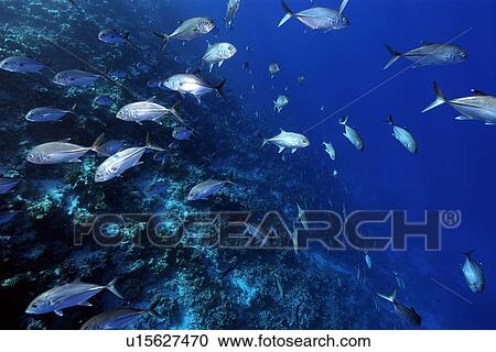 Stock Image - Bigeye Trevallies - Jacks (Caranx sexfasciatus) schooling, Ailuk atoll, Marshall Islands, Pacific. Fotosearch