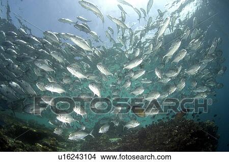 Bigeye Trevally (Caranx sexfasciatus). Malaysia View Large Photo Image Picture - Bigeye Trevally (Caranx sexfasciatus). Malaysia. Fotosearch