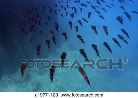Stock Image - Bigfin reef squid, Sepioteuthis lessoniana, schooling, Rongelap, Marshall Islands, Micronesia. Fotosearch
