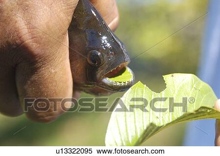 Bite of a piranha (Pygocentrus nattereri) in a leaf, southern Pantanal, Mato Grosso do Sul, Brazil View Large Photo Image Stock Photography - Bite of a piranha (Pygocentrus nattereri) in a leaf, southern Pantanal, Mato Grosso do Sul, Brazil. Fotosearch