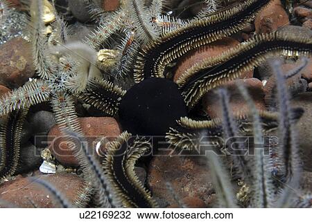 Black Brittle Starfish (Ophiocomino nigra), black variety on soft coral and fragile brittle starfish, St Abbs, Scotland, UK North Sea View Large Photo Image Stock Image - Black Brittle Starfish (Ophiocomino nigra), black variety on soft coral and fragile brittle starfish, St Abbs, Scotland, UK North Sea. Fotosearch