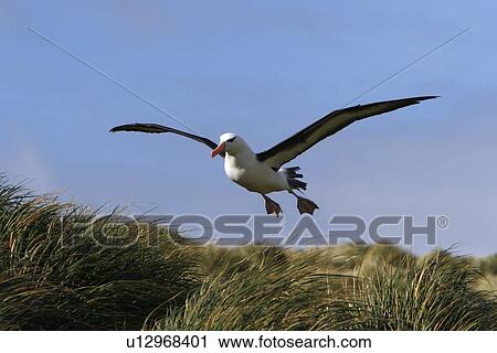 Black-browed albatross (Thalassarche melanophrys) coming in for a landing (with feet out to slow down) at Devil's Nose on New Island in the Falkland Island Group, Falklands. View Large Photo Image Stock Image - Black-browed albatross (Thalassarche melanophrys) coming in for a landing (with feet out to slow down) at Devil's Nose on New Island in the Falkland Island Group, Falklands.. Fotosearch