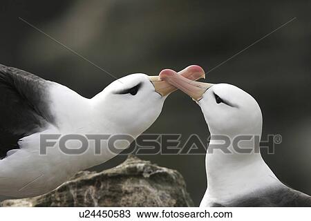 Stock Image - Black-browed Albatross (Thalassarche melanophrys) mating ritual in the Falkland Islands. `. Fotosearch