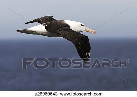 Stock Image - Black-browed Albatross (Thalassarche melanophrys) adult in flight in the Falkland Islands.. Fotosearch