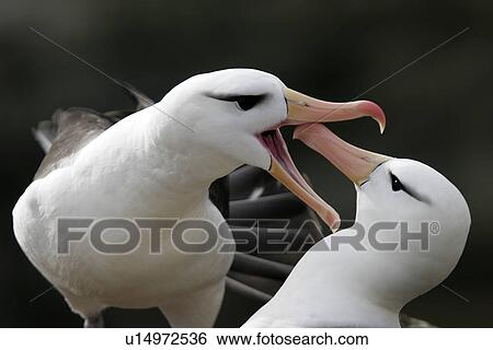 Black-browed Albatross (Thalassarche melanophrys) adult courtship dance in the Falkland Islands. View Large Photo Image Stock Photograph - Black-browed Albatross (Thalassarche melanophrys) adult courtship dance in the Falkland Islands.. Fotosearch
