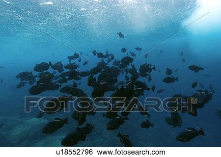 Black durgon, Melichthys niger, schooling, St. Peter and St. Paul's rocks, Brazil, Atlantic Ocean View Large Photo Image Stock Photograph - Black durgon, Melichthys niger, schooling, St. Peter and St. Paul's rocks, Brazil, Atlantic Ocean . Fotosearch