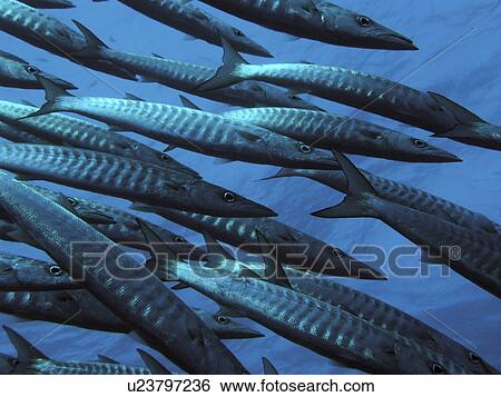 Stock Photograph - Black Fin Barracuda (Sphyraena Qenie). Schooling Barracuda in tight formation. Elphinestone Red Sea.. Fotosearch