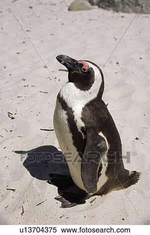 Black footed (Jackass) penguins {Spheniscus demersus} pair greeting, Simonstown, South Africa View Large Photo Image Stock Photography - Black footed (Jackass) penguins {Spheniscus demersus} pair greeting, Simonstown, South Africa. Fotosearch