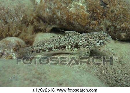 Stock Photo - Black Goby. UK. Fotosearch