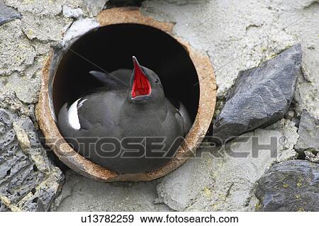 Stock Photo - Black Guillemot (Cepphus grylle) pair sitting in a drain pipe that they are nesting in, one bird is calling. Black Guillemots nest in drains and holes in the sea wall in the middle of Oban town centre. Argyll Scotland, UK. Fotosearch