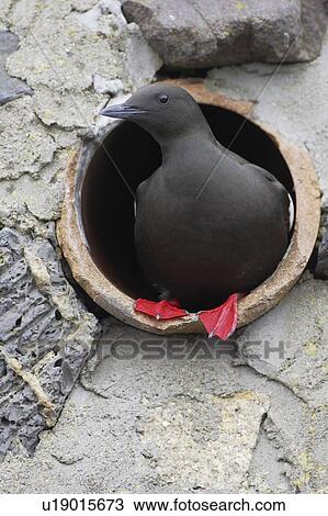 Stock Image - Black Guillemot (Cepphus grylle) standing in a drain pipe that a pair are nesting in. Black Guillemots nest in drains and holes in the sea wall in the middle of Oban town centre. Argyll Scotland, UK. Fotosearch