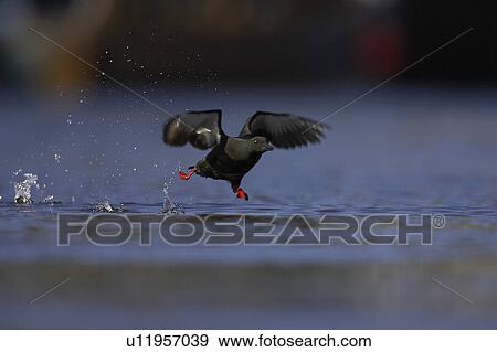 Stock Photo - Black Guillemot (Cepphus grylle) taking off in the middle of Oban Bay with boats in the background. Black Guillemots nest in drains and holes in the sea wall in the middle of Oban town centre. Argyll Scotland, UK (rr). Fotosearch