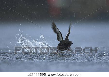 Black Guillemot (Cepphus grylle) taking off in the middle of Oban Bay with boats in the background, in the rain. Black Guillemots nest in drains and holes in the sea wall in the middle of Oban town centre. Argyll Scotland, UK View Large Photo Image Stock Photography - Black Guillemot (Cepphus grylle) taking off in the middle of Oban Bay with boats in the background, in the rain. Black Guillemots nest in drains and holes in the sea wall in the middle of Oban town centre. Argyll Scotland, UK. Fotosearch