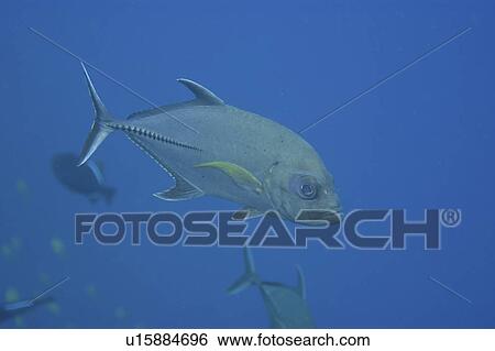 Black jack (Caranx lugubris). St. Peter and St. Paul's rocks, Brazil, Atlantic Ocean View Large Photo Image Stock Photograph - Black jack (Caranx lugubris). St. Peter and St. Paul's rocks, Brazil, Atlantic Ocean . Fotosearch