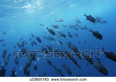 Black jacks, blue runners and chubs, Caranx lugubris, Carangoides crysos and Kyphosus sectatrix, schooling in open water, St. Peter and St. Paul's rocks, Brazil, Atlantic Ocean View Large Photo Image Stock Image - Black jacks, blue runners and chubs, Caranx lugubris, Carangoides crysos and Kyphosus sectatrix, schooling in open water, St. Peter and St. Paul's rocks, Brazil, Atlantic Ocean . Fotosearch