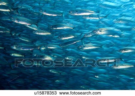 Stock Image - Black Striped Salema ( Xenocys jessiae). Galapagos, Pacific Ocean. Fotosearch