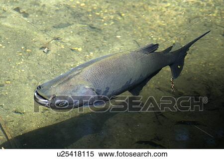 Stock Photography - Black tambaqui, Colossoma macropomum, Manaus, Amazonas, Brazil. Fotosearch