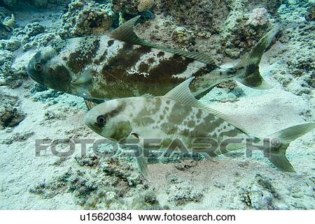 Picture - Blackbanded Jack (Seriolina nigrofasciata) the same individuals as in 8350, showing their ability to blend skin colour changes for camouflage purpose. Red Sea.. Fotosearch