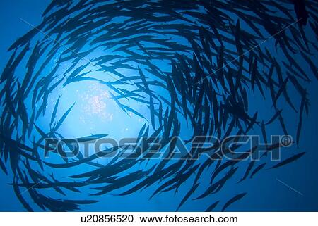 Stock Image - Blackfin Barracuda (Sphyraena qenie). Red Sea.. Fotosearch