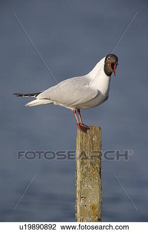Stock Image - Blackheaded gull (Larus ridibundus). UK. Fotosearch