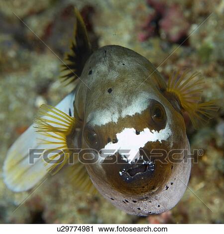Stock Image - Blackspotted puffer fish, Arothron nigropunctatus, Sinandigan wall, Puerto Galera, Mindoro, Philippines. Fotosearch