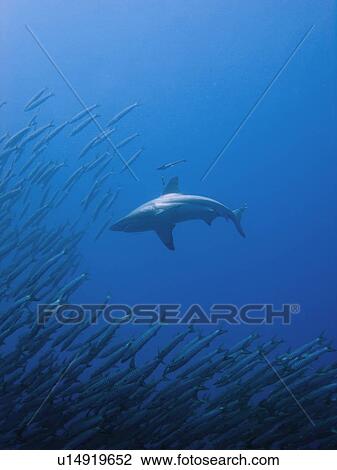 Blacktip shark (Carcharhinus limbatus). Species Near threatened. Shark and Yolanda, Sharm El Sheikh, South Sinai, Red Sea, Egypt. View Large Photo Image Stock Image - Blacktip shark (Carcharhinus limbatus). Species Near threatened. Shark and Yolanda, Sharm El Sheikh, South Sinai, Red Sea, Egypt.. Fotosearch