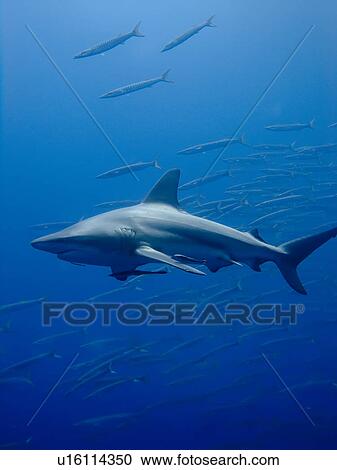 Blacktip shark (Carcharhinus limbatus). Species Near threatened. Shark and Yolanda, Sharm El Sheikh, South Sinai, Red Sea, Egypt. View Large Photo Image Stock Image - Blacktip shark (Carcharhinus limbatus). Species Near threatened. Shark and Yolanda, Sharm El Sheikh, South Sinai, Red Sea, Egypt.. Fotosearch