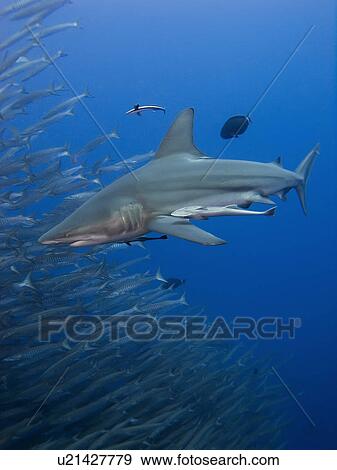 Stock Photo - Blacktip shark (Carcharhinus limbatus) Species Near threatened. Shark and Yolanda, Sharm El Sheikh, South Sinai, Red Sea, Egypt.. Fotosearch