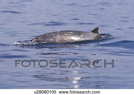Blainvilles Beaked Whale (Mesoplodon densirostris) A lone adult male surfacing in deep water off the Kona Coast of Hawaii, USA. Pacific Ocean. (rr) View Large Photo Image Stock Photography - Blainvilles Beaked Whale (Mesoplodon densirostris) A lone adult male surfacing in deep water off the Kona Coast of Hawaii, USA. Pacific Ocean. (rr). Fotosearch