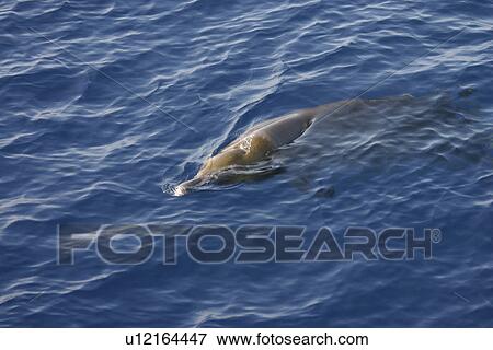 Stock Photo - Blainvilles beaked whale(Mesoplodon densirostris) surfacing, Gran Canaria, Canary Islands, Atlantic Ocean. Fotosearch
