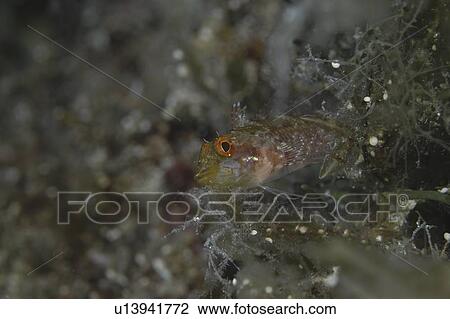 Stock Image - Blennie (Currently unidentified). Malta. Fotosearch