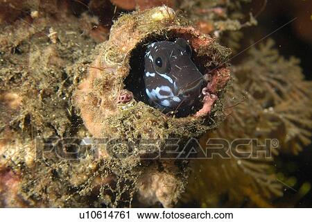 Blenny, Cirripectes sp., peeks out of burrow, Dumaguete, s Island, Philippines View Large Photo Image Stock Image - Blenny, Cirripectes sp., peeks out of burrow, Dumaguete, s Island, Philippines. Fotosearch