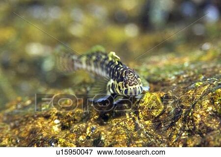 Blenny, Entomacrodus vomerinus, St. Peter and St. Paul's rocks, Brazil, Atlantic Ocean View Large Photo Image Stock Photo - Blenny, Entomacrodus vomerinus, St. Peter and St. Paul's rocks, Brazil, Atlantic Ocean . Fotosearch