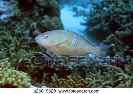 Stock Photo - Blue-barred parrotfish, Scarus ghobban, Mili, Marshall Islands (N. Pacific). Fotosearch