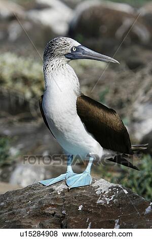 Blue-footed booby (Sula nebouxii) in the Galapagos Island Group, Ecuador. The Galapagos are a nest and breeding area for blue-footed boobies. View Large Photo Image Stock Photo - Blue-footed booby (Sula nebouxii) in the Galapagos Island Group, Ecuador. The Galapagos are a nest and breeding area for blue-footed boobies.. Fotosearch