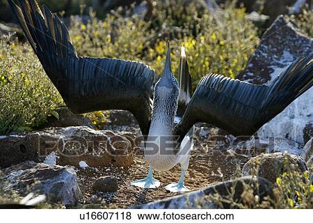 Stock Photo - Blue-footed booby (Sula nebouxii) mating display in the Galapagos Island Group, Ecuador. The Galapagos are a nest and breeding area for blue-footed boobies.. Fotosearch