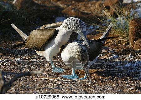 Blue-footed booby (Sula nebouxii) mating exhibition in the Galapagos Island Group, Ecuador. The Galapagos are a nest and breeding area for blue-footed boobies. View Large Photo Image Stock Photography - Blue-footed booby (Sula nebouxii) mating exhibition in the Galapagos Island Group, Ecuador. The Galapagos are a nest and breeding area for blue-footed boobies.. Fotosearch
