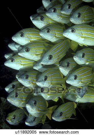 Blue lined Snapper (Lutjanus kasmira). Angaga House Reef, Maldives, Indian Ocean (rr) View Large Photo Image Stock Photography - Blue lined Snapper (Lutjanus kasmira). Angaga House Reef, Maldives, Indian Ocean (rr). Fotosearch