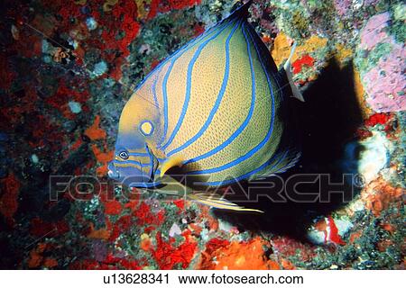 Stock Image - Blue-ringed angelfish, Pomacanthus annularis, Similan Islands, Thailand (Andaman Sea). Fotosearch