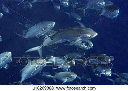 Blue runners, Carangoides crysos, schooling in open water, St. Peter and St. Paul's rocks, Brazil, Atlantic Ocean View Large Photo Image Stock Photo - Blue runners, Carangoides crysos, schooling in open water, St. Peter and St. Paul's rocks, Brazil, Atlantic Ocean . Fotosearch