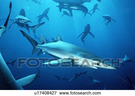 Stock Photo - Blue sharks off San Clemente Island, Channel Islands, California, USA.. Fotosearch